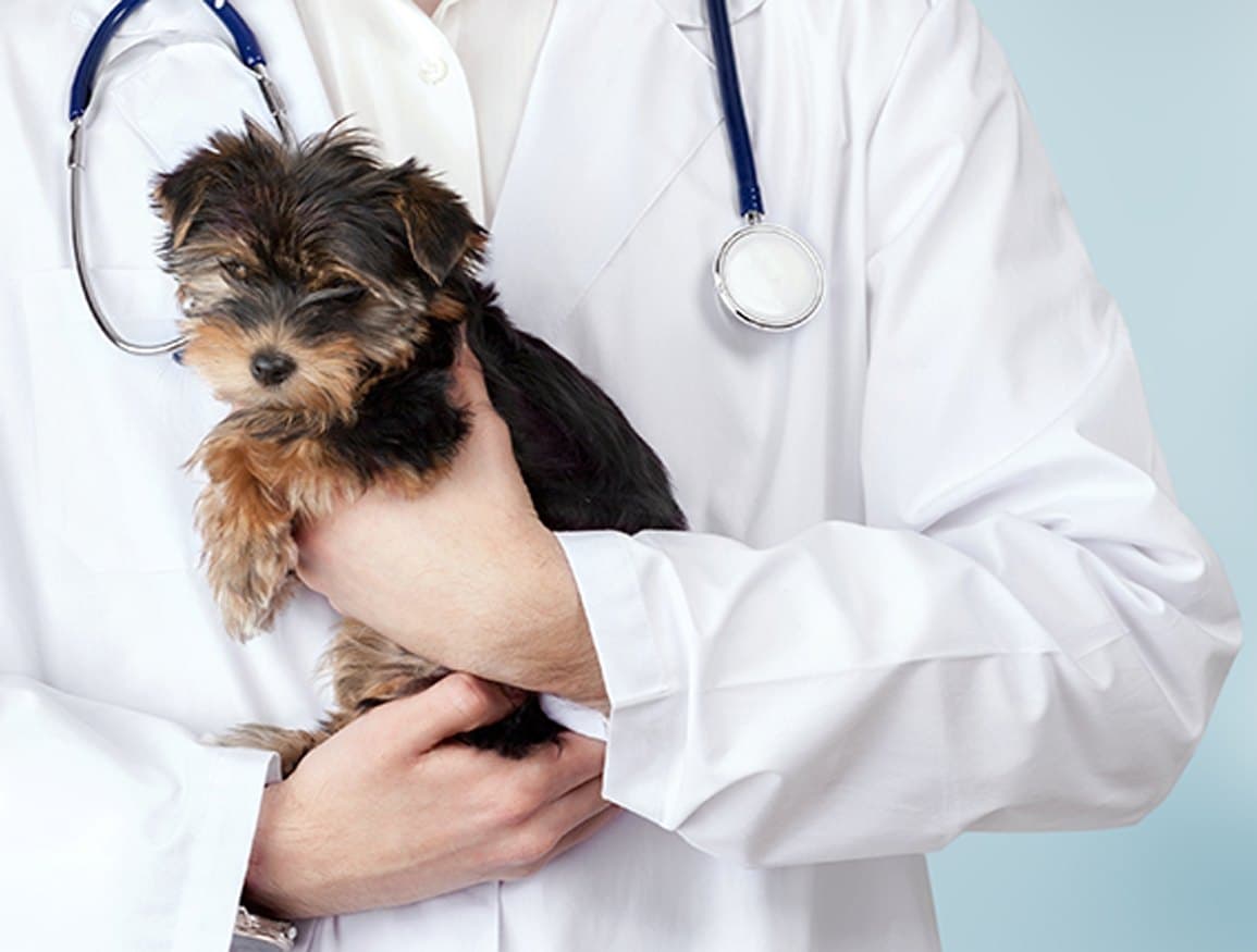 A dog and cat, representing veterinary compounding services